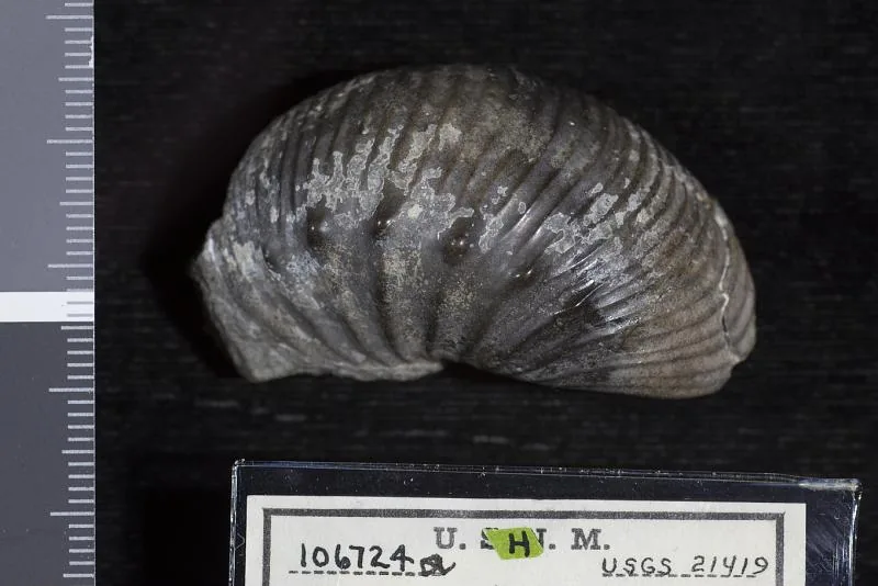 Desmoscaphites erdmanni Cobban