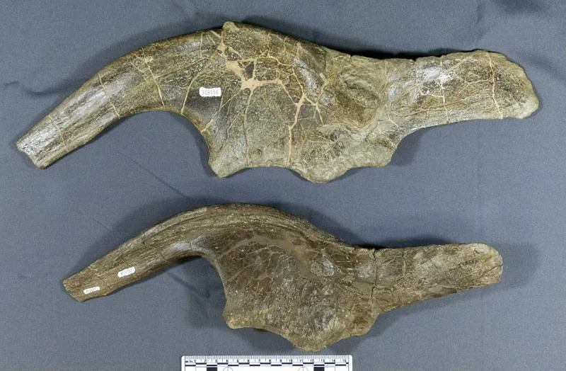 Kritosaurus sp