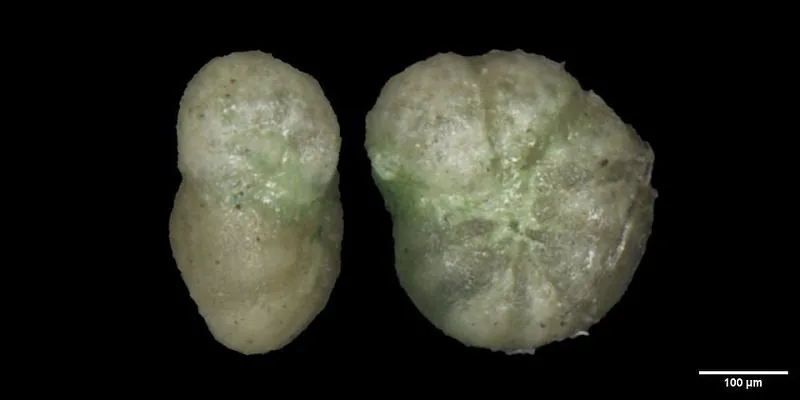 Anomalina beccariiformis (White, 1928)