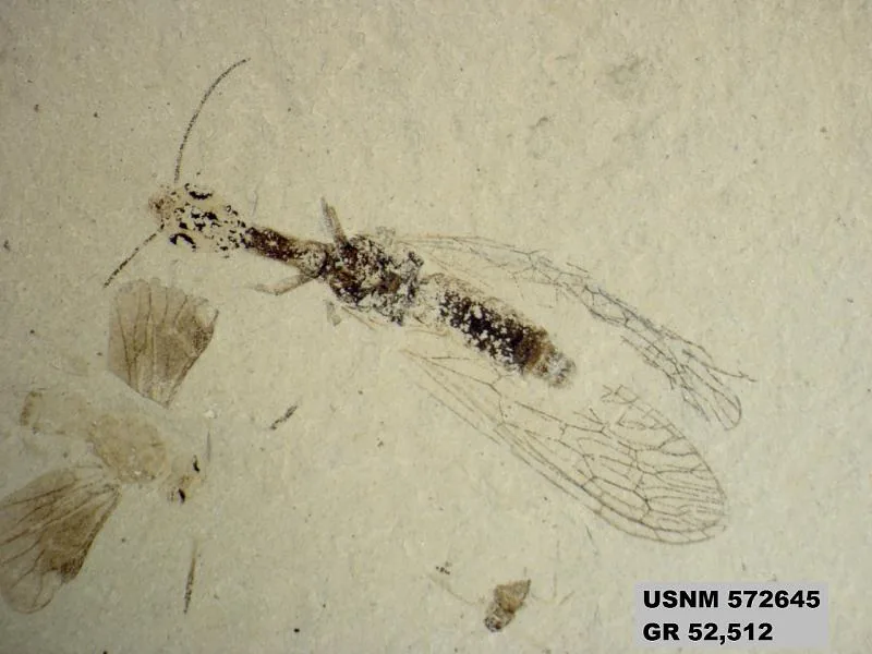 Genus sp