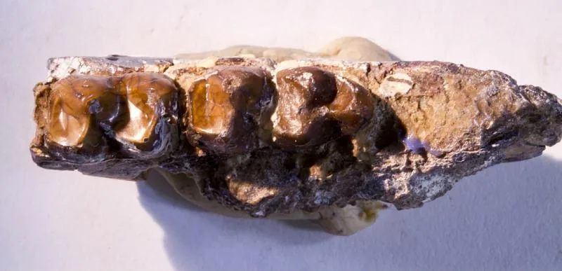 Hyracotherium tapirinum (Cope)
