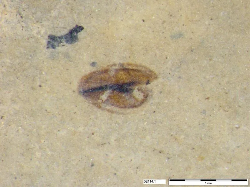 Tracheophyta
