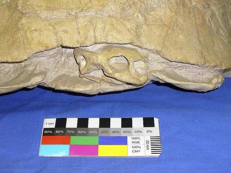 Stylemys nebrascensis Leidy, 1851